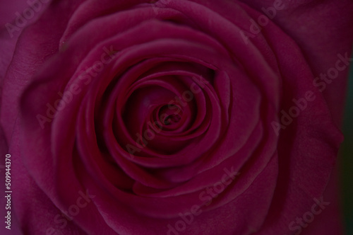 Close up of the red rose