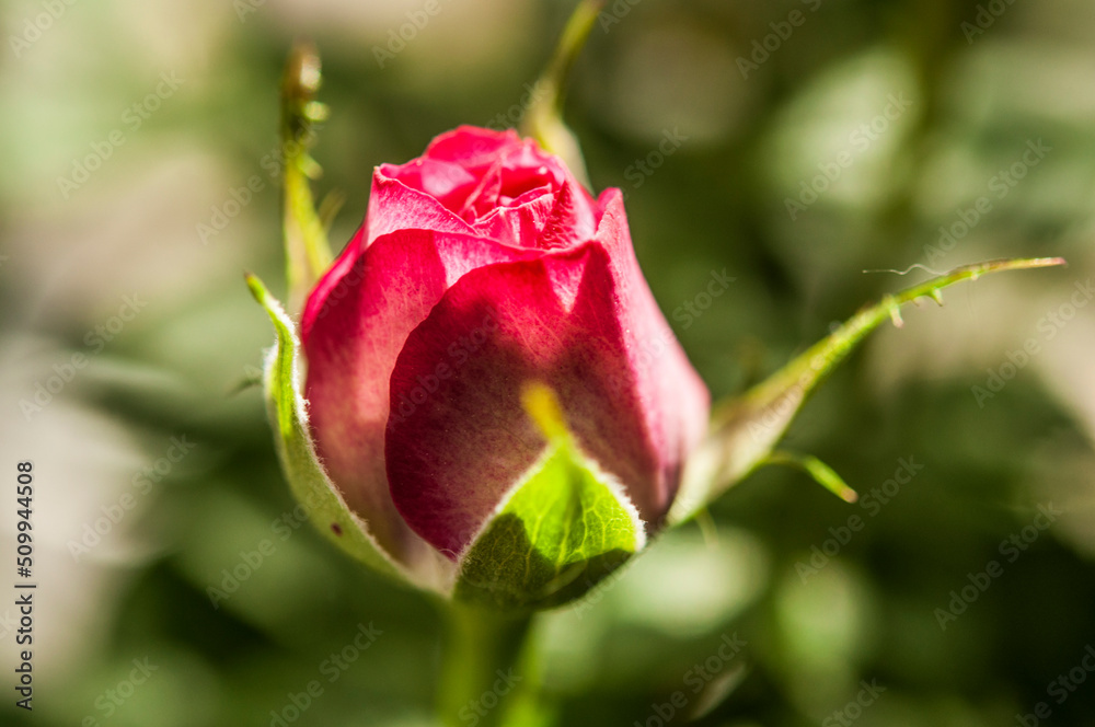 A blossoming bud of a red rose on a gray background. Flowers in pots. Small depth of field. A blossoming bud of a red rose on a gray background. Flowers in pots. Small depth of field.