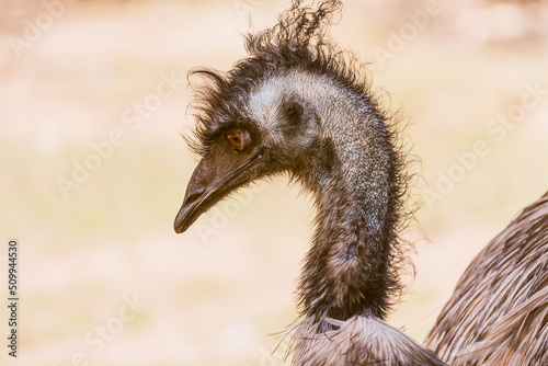 emu portrait bird in zoo farm Sydney Australia