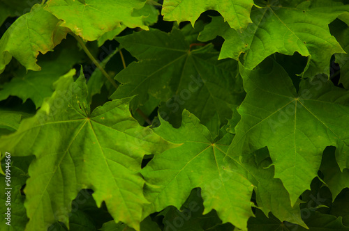 Green Lush Natural Background of Sycamore Leaves. Maple Leaves Frame Flat Lay. Beautiful Garden Foliage Texture or Leaf Pattern Top View © vadim yerofeyev