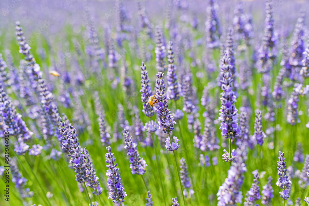 Naklejka premium Close-up of organic lavender flowers with bees on a lavender farm