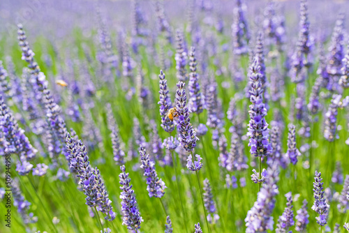 Close-up of organic lavender flowers with bees on a lavender farm