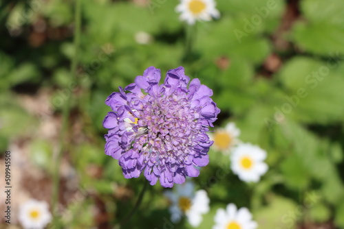 Purple and White Flowers in the Garden