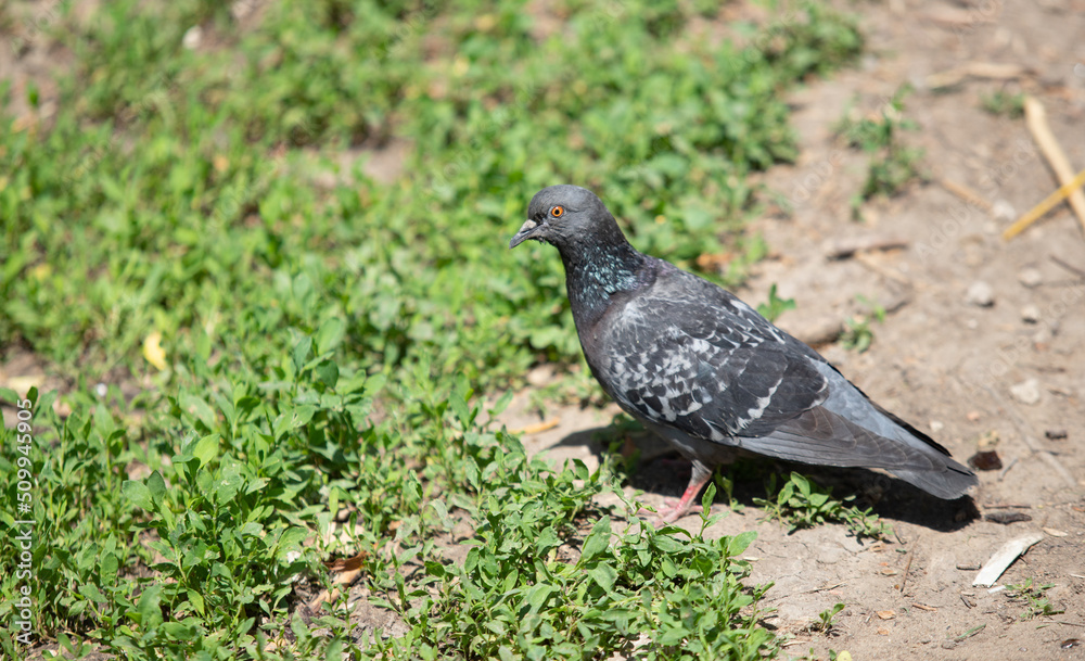 Black dove on the ground in green grass, close up. Black dove on the ground in green grass, close up.