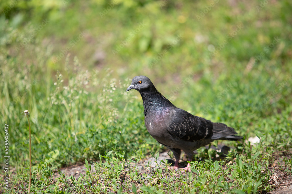 Black dove on the ground in green grass, close up. Black dove on the ground in green grass, close up.