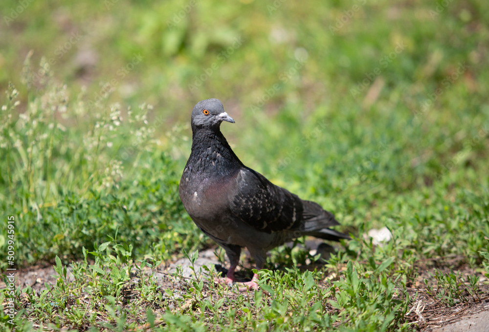 Black dove on the ground in green grass, close up. Black dove on the ground in green grass, close up.