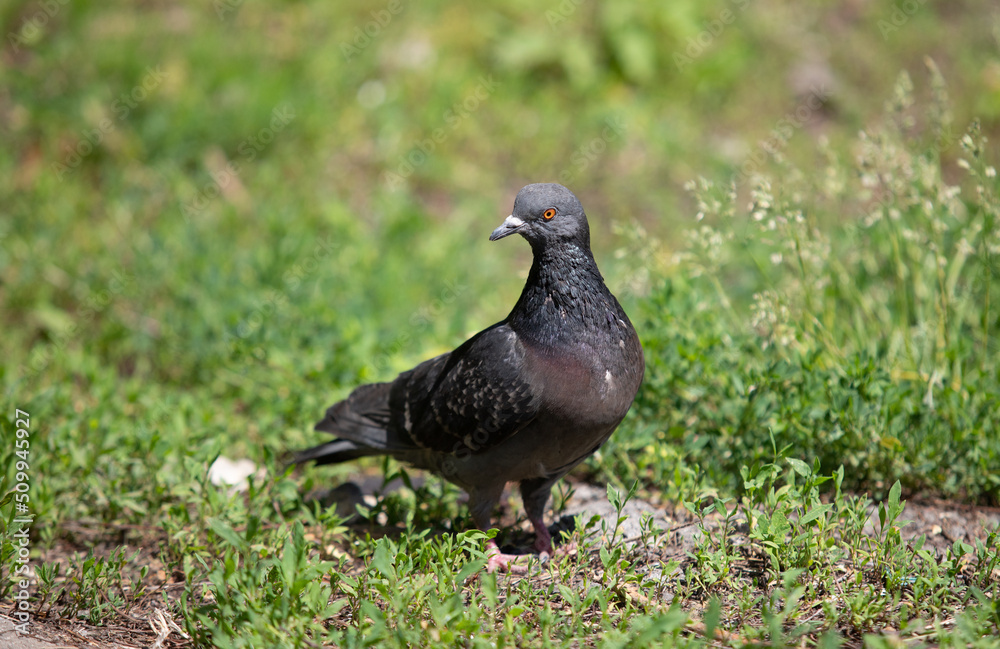 Black dove on the ground in green grass, close up. Black dove on the ground in green grass, close up.
