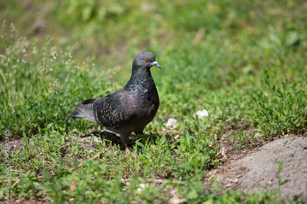 Black dove on the ground in green grass, close up. Black dove on the ground in green grass, close up.