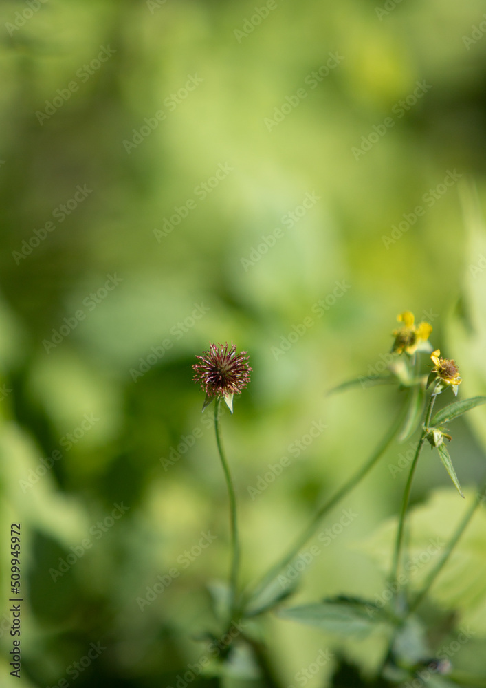 Green plants in spring on a blurred background of nature.
