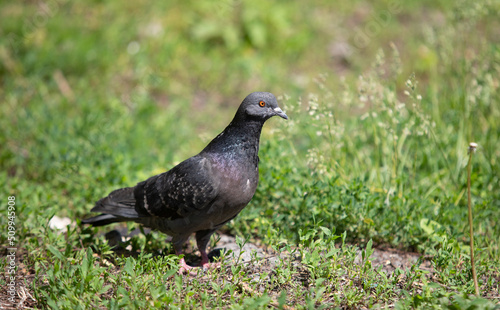Black dove on the ground in green grass  close up.