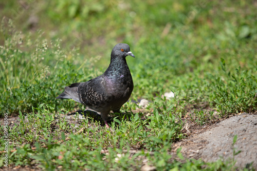 Black dove on the ground in green grass  close up.