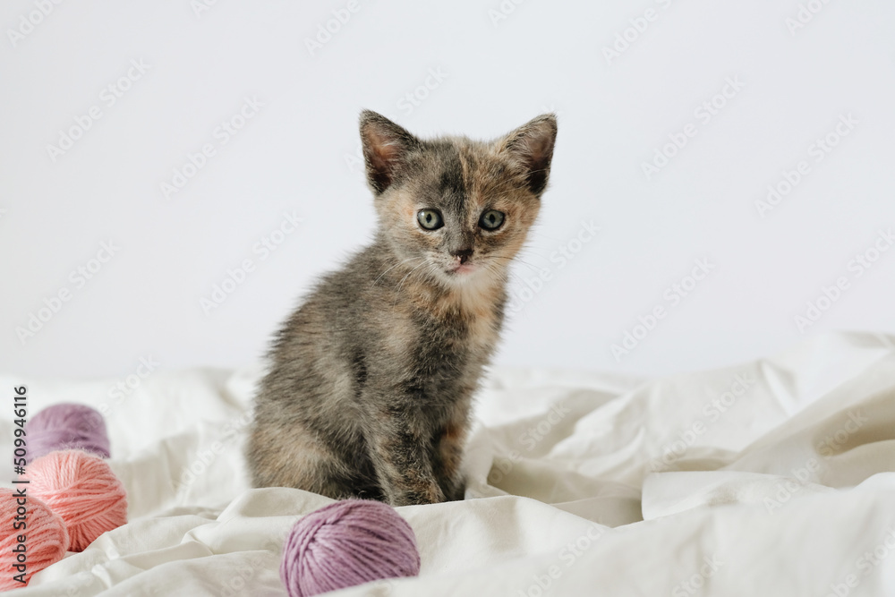 Striped cat with pink and grey balls skeins of thread on white bed. Little curious kitten lying over white blanket looking at camera.