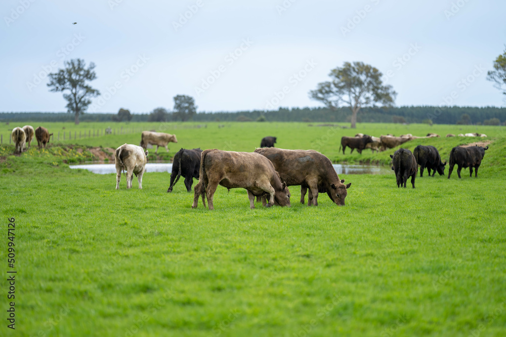 Angus, wagyu and murray grey beef bulls and cows in a field, being grass fed on a hill in Australia. in the evening light, in golden hour, lush long pasture.