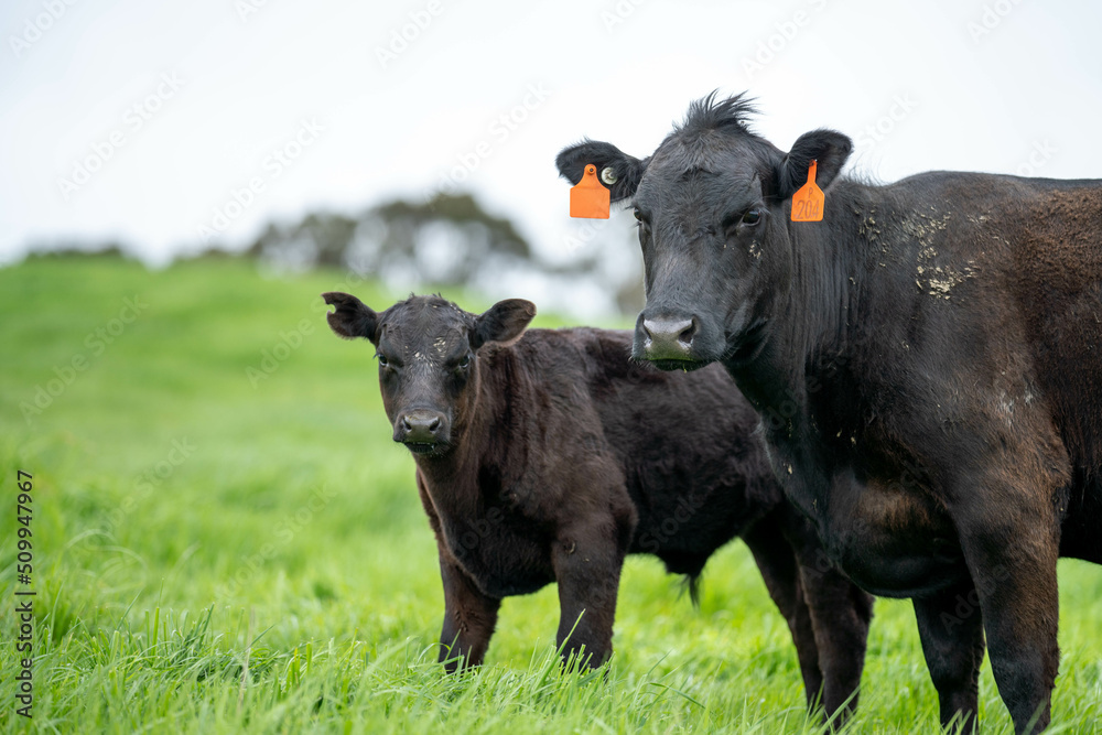 Stud Angus, wagyu, Murray grey, Dairy and beef Cows and Bulls grazing on grass and pasture in a field. The animals are organic and free range, being grown on an agricultural farm in Australia. Stud Angus, wagyu, Murray grey, Dairy and beef Cows and Bulls grazing on grass and pasture in a field. The animals are organic and free range, being grown on an agricultural farm in Australia.