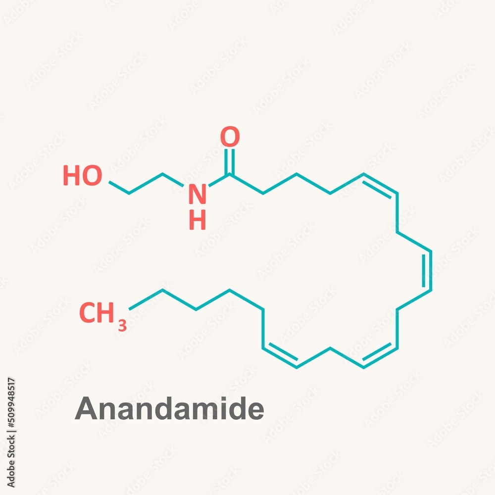 Anandamide endogenous cannabinoid neurotransmitter molecule. Skeletal formula.