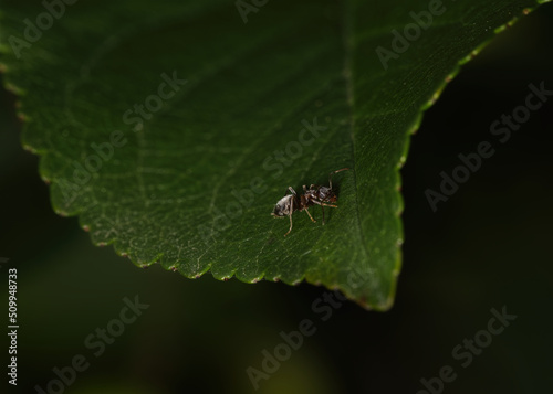 ant on leaf in macro