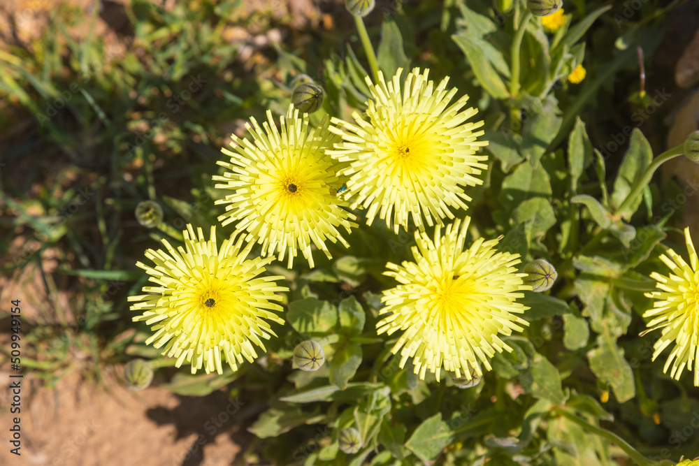 The flowers of Urospermum dalechampii, Smooth Golden Fleece The flowers of Urospermum dalechampii, Smooth Golden Fleece