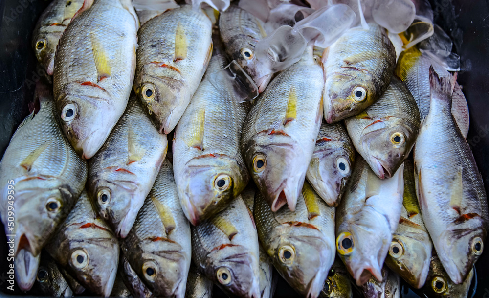 Sea fish caught by local fishermen are sold at the Fish Market, Folk Fisheries Pier, Jomtien Beach, Pattaya, Thailand