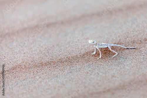 Tiny lizard in the desert in Abu Dhabi  closeup. Minimalism concept.