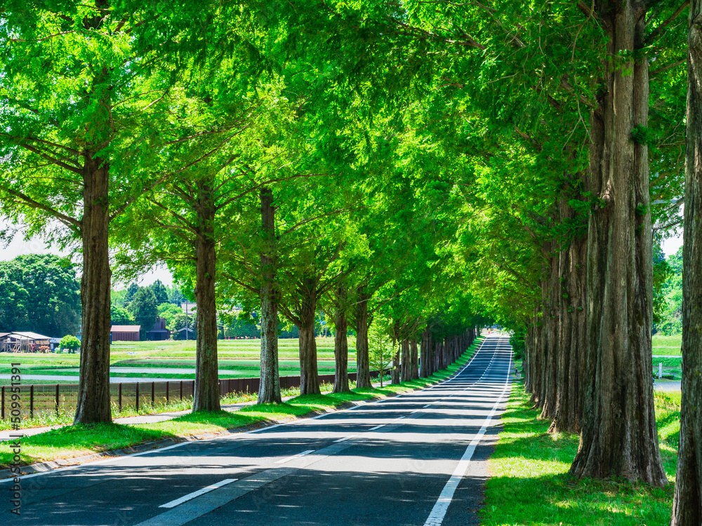 Obraz premium メタセコイア並木 新緑のマキノ高原