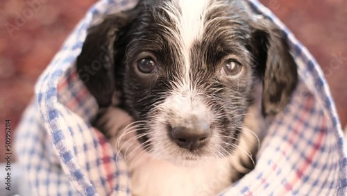 Little dog after taking a bath, she looks into the camera and shakes her head. Cleanliness of pets. photo