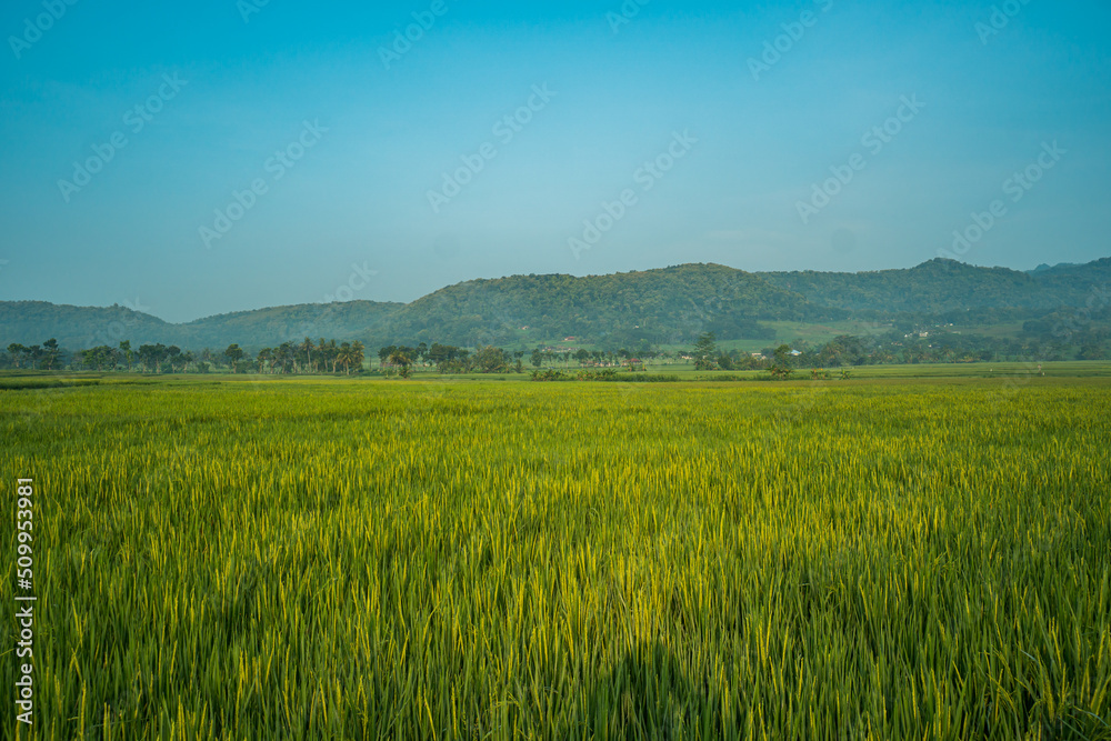 The expanse of green rice in the rice fields under the hill in the morning in Yogyakarta, Indonesia, the atmosphere is very calm, peaceful and warm