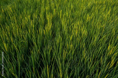 The expanse of green rice in the rice fields under the hill in the morning in Yogyakarta  Indonesia  the atmosphere is very calm  peaceful and warm