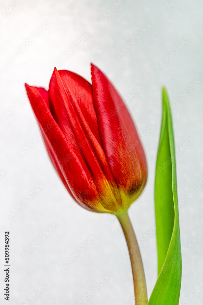 Vivid red tulip blooming. Spring flower closeup. Vivid red tulip blooming. Spring flower closeup.