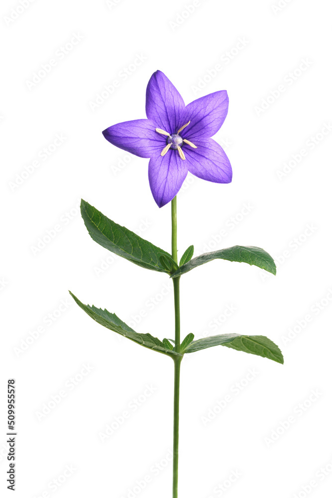 キキョウ　Balloon flower