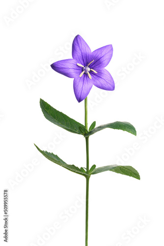 キキョウ　Balloon flower