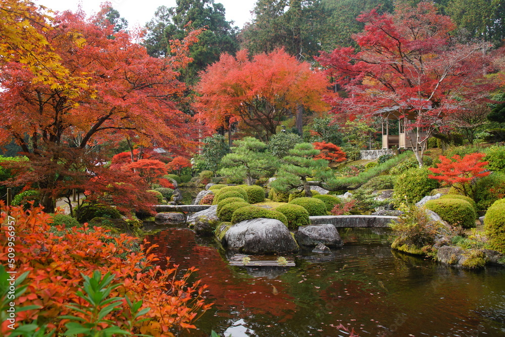 京都の宇治の三室戸寺の紅葉の風景
