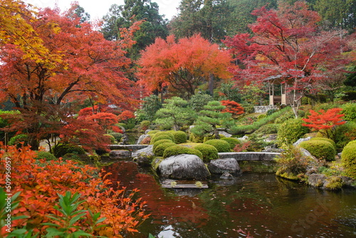 京都の宇治の三室戸寺の紅葉の風景