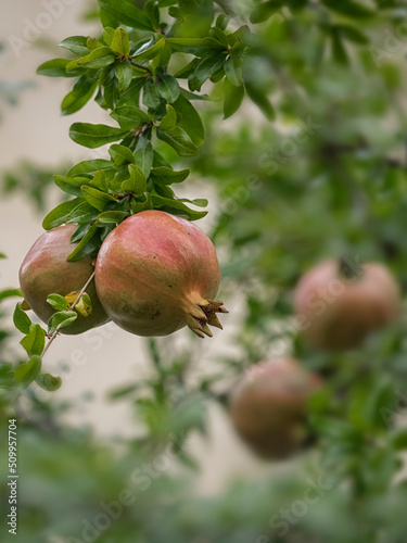 Pomegranates growing on tree in France