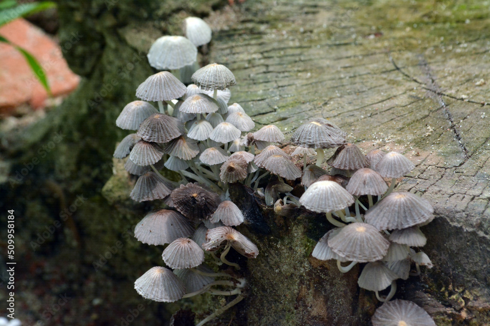 Fototapeta premium A big colony of mushrooms on ground in the forest
