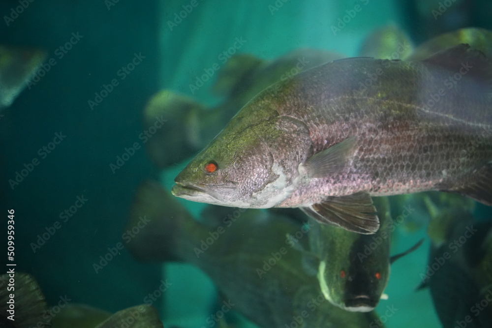 巨大な淡水魚アカメ 巨大な淡水魚アカメ