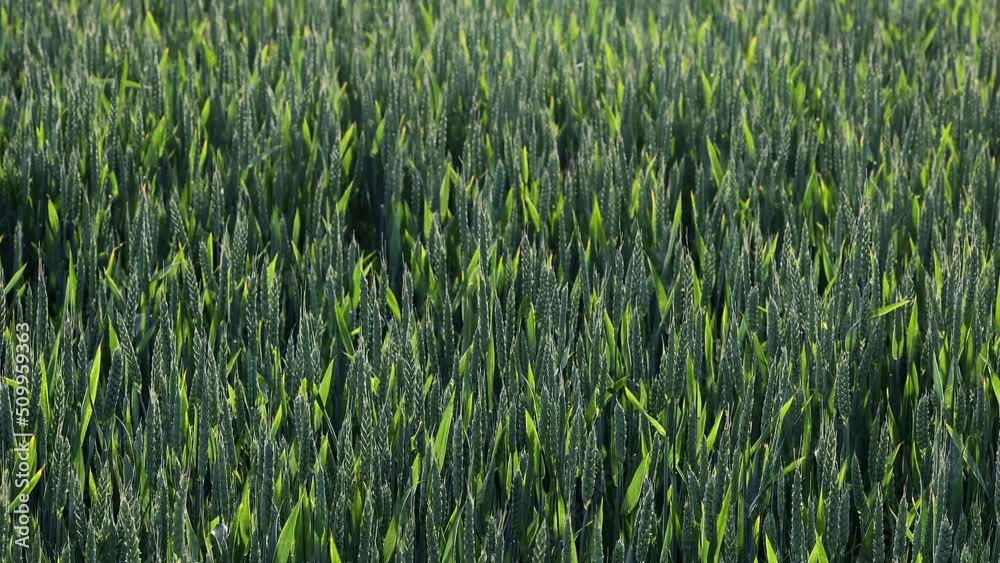 Hirtshals, Denmark Wheat fields blowing in the wind. Hirtshals, Denmark Wheat fields blowing in the wind.