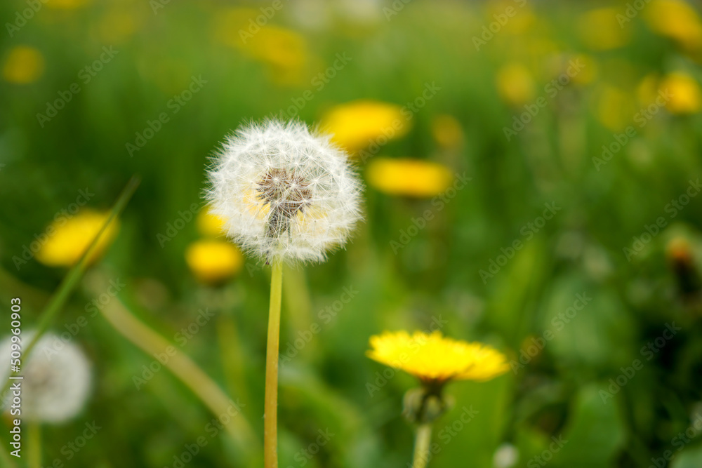 Spring green lawn with yellow and white dandelion flowers. Spring. Background Spring green lawn with yellow and white dandelion flowers. Spring. Background