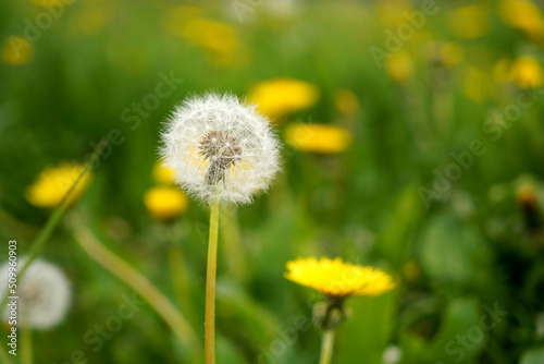 Spring green lawn with yellow and white dandelion flowers. Spring. Background 