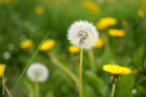 Spring green lawn with yellow and white dandelion flowers. Spring. Background   