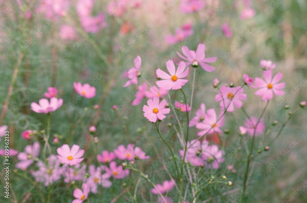 秋桜（ピンク）