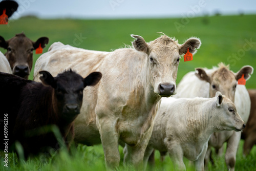 Stud Angus, wagyu, Murray grey, Dairy and beef Cows and Bulls grazing on grass and pasture in a field. The animals are organic and free range, being grown on an agricultural farm in Australia.