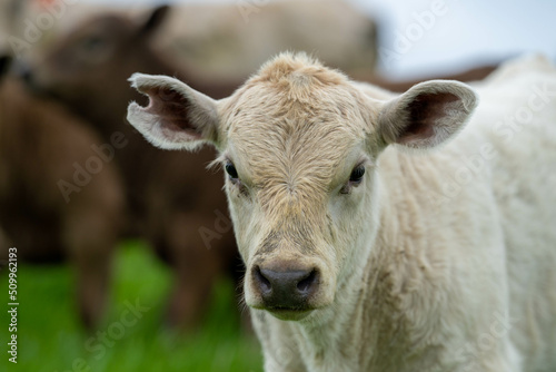 Stud Angus, wagyu, Murray grey, Dairy and beef Cows and Bulls grazing on grass and pasture in a field. The animals are organic and free range, being grown on an agricultural farm in Australia.