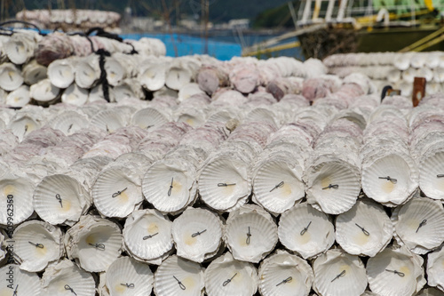 牡蠣の養殖に利用されるホタテ貝の貝殻