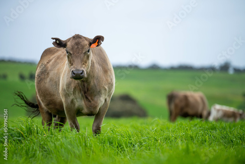 Obraz na plátne cows in a field, Beef cows and calves grazing on grass in Australia