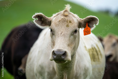 Stud Angus, wagyu, Murray grey, Dairy and beef Cows and Bulls grazing on grass and pasture in a field. The animals are organic and free range, being grown on an agricultural farm in Australia.