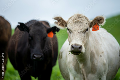 Fotobehang cows in a field, Beef cows and calves grazing on grass in Australia