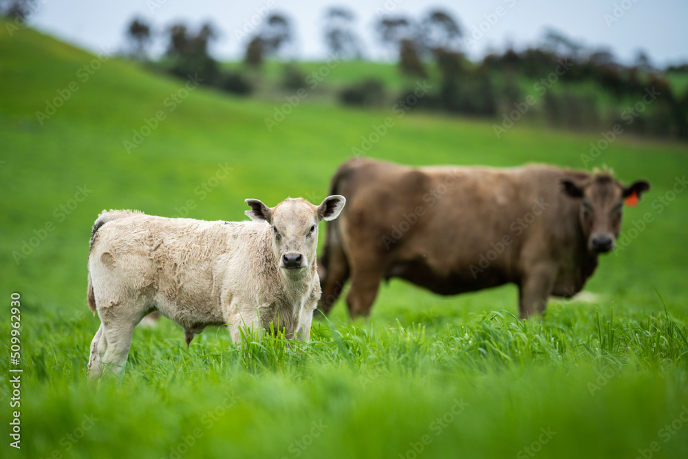 cows in a field, Beef cows and calves grazing on grass in Australia. cows in a field, Beef cows and calves grazing on grass in Australia.