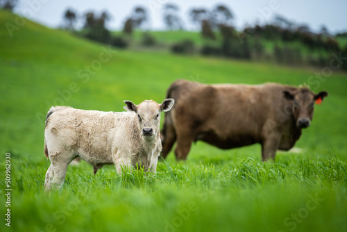 Photo cows in a field, Beef cows and calves grazing on grass in Australia