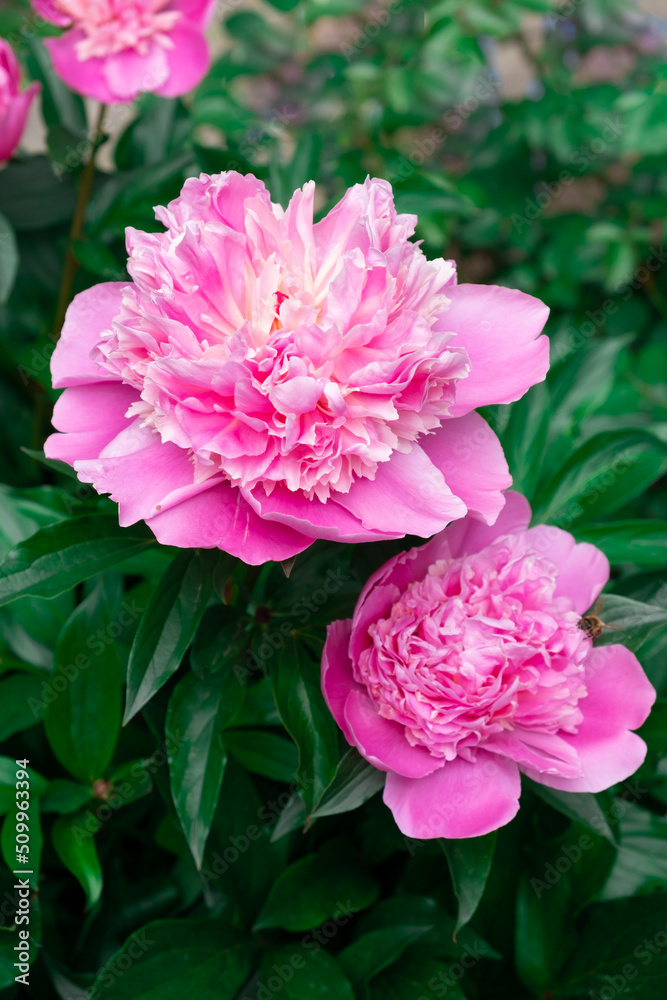 Pink flowers peonies flowering on background pink peonies. Peonies garden.