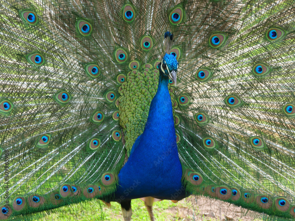 Obraz premium Blue peacock in the wild in various actions